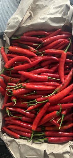 ớt sừng xuất malaisia